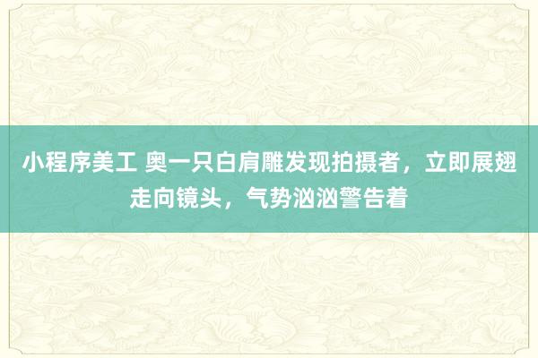 小程序美工 奥一只白肩雕发现拍摄者，立即展翅走向镜头，气势汹汹警告着